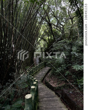 Bamboo walk Bamboo walk 106491153