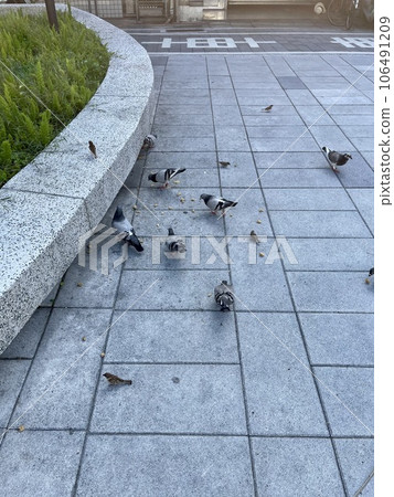 鴿子與麻雀 106491209