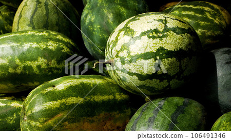A mountain of large ripe watermelons lies in the garden. Growing and harvesting watermelons A mountain of large ripe watermelons lies in the garden. Growing and harvesting watermelons 106491346