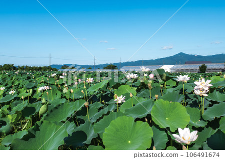 Landscape of lotus field in the summer sky, Kusatsu City, Shiga Prefecture Landscape of lotus field in the summer sky, Kusatsu City, Shiga Prefecture 106491674