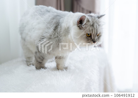 Fluffy siberian cat sitting on sofa. Beautiful purebred long haired kitty in living room Fluffy siberian cat sitting on sofa. Beautiful purebred long haired kitty in living room 106491912