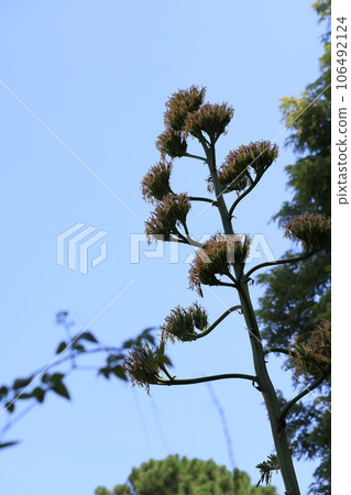 Agave flowers whose flowering season has ended 106492124