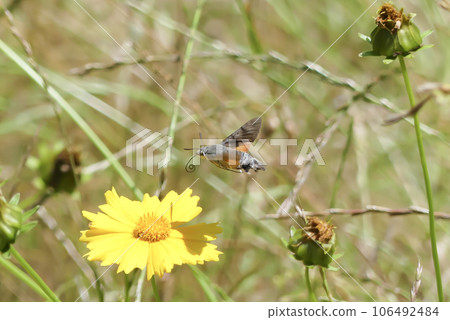 Apothecary hovering around a yellow flower Apothecary hovering around a yellow flower 106492484