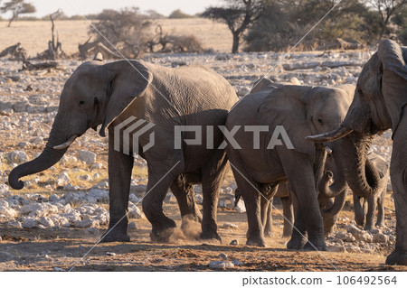 Bathing Elephants in Etosha 106492564