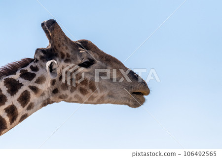 Close-up of an african Giraffe Close-up of an african Giraffe 106492565