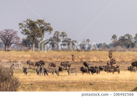 Wildebeest in the Okavango Delta Wildebeest in the Okavango Delta 106492566