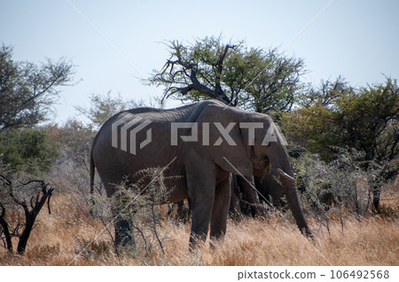 An African Elephant grazing in Etosha An African Elephant grazing in Etosha 106492568