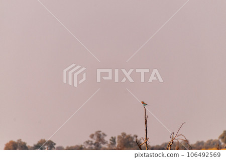 Lilac-breasted roller in the Okavango 106492569