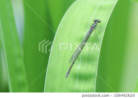 Slender-bodied long-tailed dragonfly Slender-bodied long-tailed dragonfly 106492620