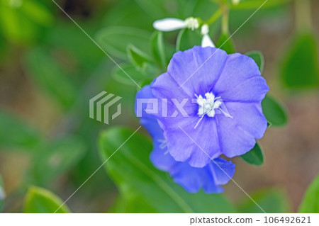 Flowers around the house, various colors of the four seasons, colors of the flower bed, pretty petals, petunias Flowers around the house, various colors of the four seasons, colors of the flower bed, pretty petals, petunias 106492621