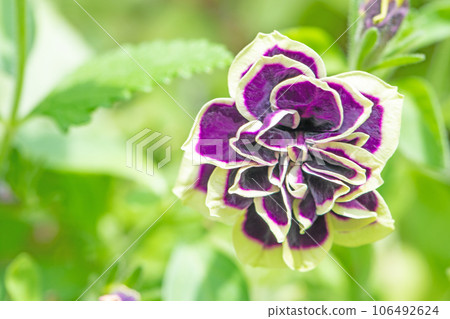 Flowers around the house, various colors of the four seasons, colors of the flower bed, pretty petals, petunias Flowers around the house, various colors of the four seasons, colors of the flower bed, pretty petals, petunias 106492624