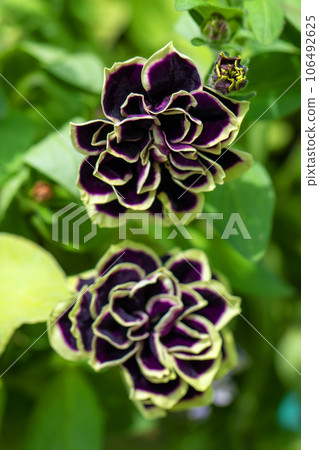 Flowers around the house, various colors of the four seasons, colors of the flower bed, pretty petals, petunias Flowers around the house, various colors of the four seasons, colors of the flower bed, pretty petals, petunias 106492625