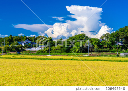 Rural scenery of Chikusei City in late summer 106492648