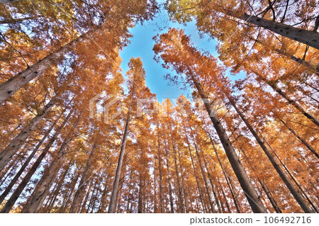 秋天的水元公園 送達黃葉的水杉天堂 106492716