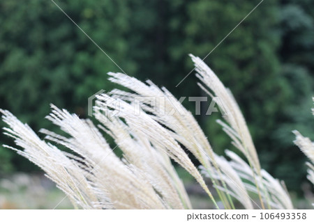 京都府美山秋天的日本蒲葦風景，有茅草屋頂 106493358