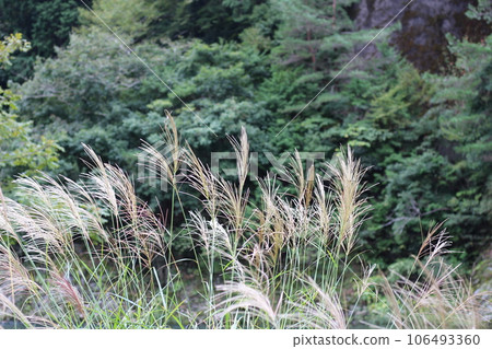Autumn scenery with pampas grass, Miyama, Kyoto Prefecture, thatched roof 106493360