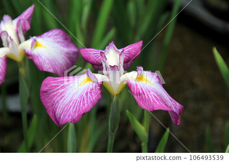 The show The show 106493539