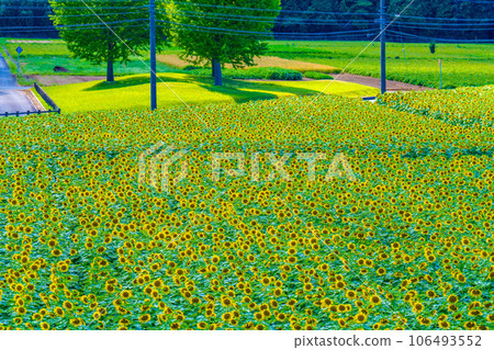 Naka Sunflower Festival 106493552