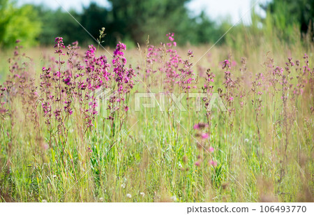beautiful wildflowers background. summer nature. Ivan tea blooms in a meadow among the forest on a sunny day in June beautiful wildflowers background. summer nature. Ivan tea blooms in a meadow among the forest on a sunny day in June 106493770