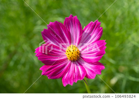 Cosmos flowers Cosmos flowers 106493824