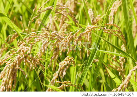 Close up of ripe yellow rice seeds and green leaves in the rice field Close up of ripe yellow rice seeds and green leaves in the rice field 106494104