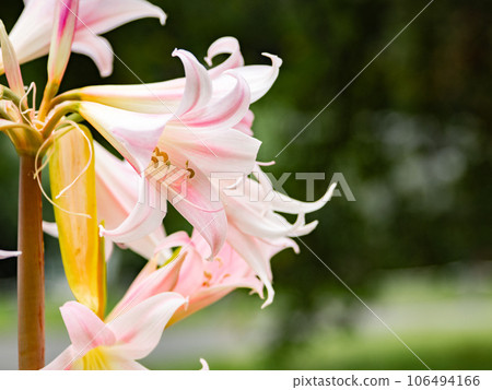 孤挺花在初秋綻放淡粉色的花朵 106494166