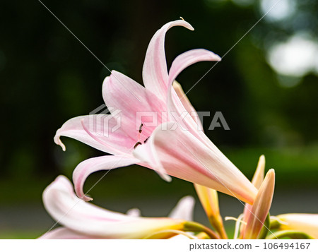 Amaryllis blooms pale pink flowers in early autumn Amaryllis blooms pale pink flowers in early autumn 106494167