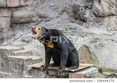 Sun bear with big mouth Tennoji Zoo Sun bear with big mouth Tennoji Zoo 106494270