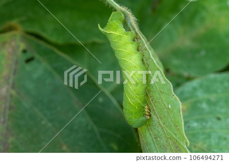 Brown sparrow larvae Brown sparrow larvae 106494271
