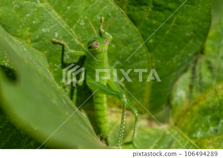 Tsutsunago larva 106494289