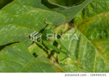 Tsutsunago幼蟲 106494291