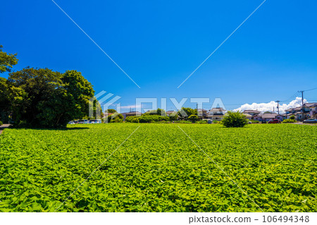 Potato field at Sakeretsu Isozaki Shrine 106494348