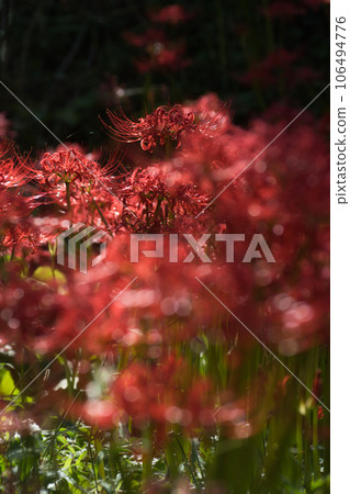 Jade Bokage and Higanbana 106494776