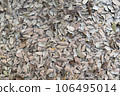 A pile of dry leaves fell on the ground. In a light brown tone 106495014