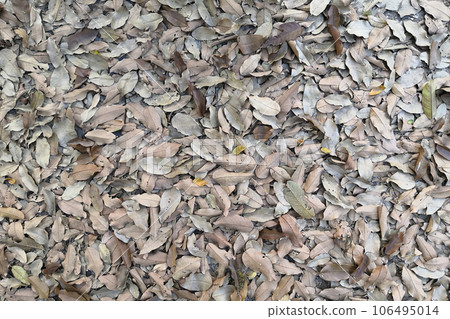 A pile of dry leaves fell on the ground. In a light brown tone 106495014