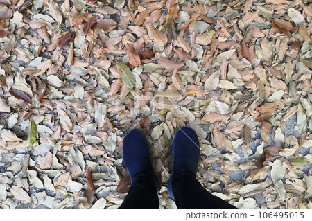 The feet of a man wearing colored sneakers stood on the ground of a dry leaf. The feet of a man wearing colored sneakers stood on the ground of a dry leaf. 106495015
