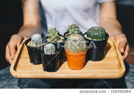 Woman holding a group collection of various cactus in different pots. A cactus is a kind of a plant adapted to hot, dry climates. Woman holding a group collection of various cactus in different pots. A cactus is a kind of a plant adapted to hot, dry climates. 106495069