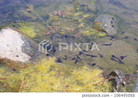 春天,公園的池塘里生出了許多蝌蚪。 春天,公園的池塘里生出了許多蝌蚪。 106495088