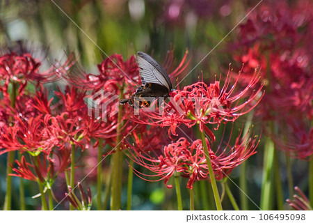 Higanki flower and cucurbit Higanki flower and cucurbit 106495098