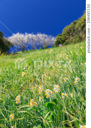 兵庫縣_灘黑岩水仙峽的壯麗景色 兵庫縣_灘黑岩水仙峽的壯麗景色 106495150