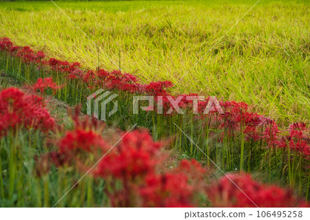 A cluster amaryllis that blooms at the ridges of rice fields 106495258