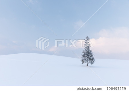 Hokkaido_Christmas tree landscape in snowy landscape 106495259