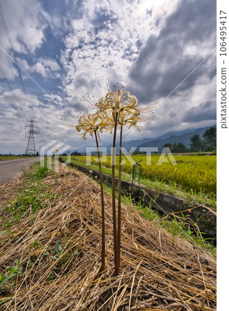 White cluster amaryllis blooming on the ridge of the rice field White cluster amaryllis blooming on the ridge of the rice field 106495417