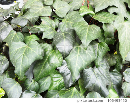 overgrown leaves 106495430