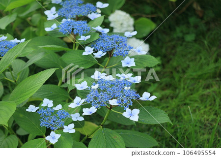 Hydrangeas blooming on the grounds @ Iwashio Hachimangu Shrine in Takamatsu during the rainy season 106495554