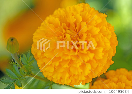 Flowers around the house, various colors of the four seasons, color of the flower bed, peaceful scent, marigolds Flowers around the house, various colors of the four seasons, color of the flower bed, peaceful scent, marigolds 106495684