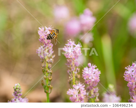 前來吸取盛開的鶴坊花蜜的蜜蜂 106496234