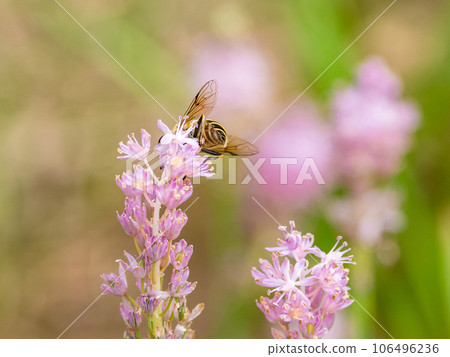 A bee that came to suck the nectar from the blooming Tsurubo 106496236