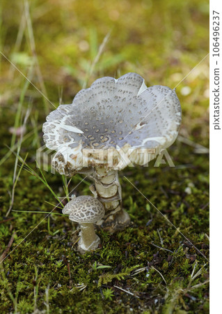 There are "mushrooms" that are thought to belong to the Amanita family around the trees in the park...2 There are "mushrooms" that are thought to belong to the Amanita family around the trees in the park...2 106496237