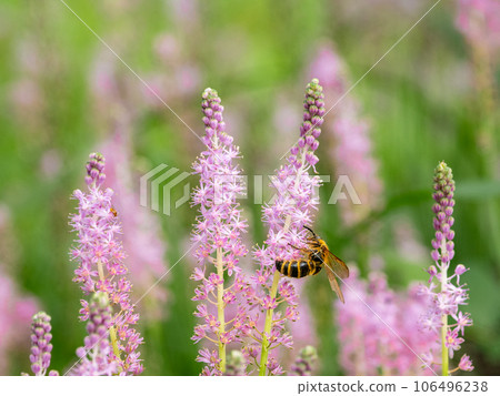 前來吸取盛開的鶴坊花蜜的蜜蜂 106496238